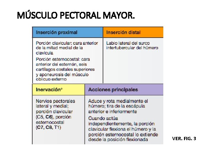 MÚSCULO PECTORAL MAYOR. VER. FIG. 3 