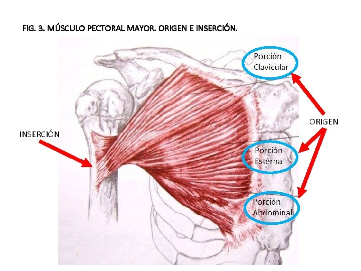 FIG. 3. MÚSCULO PECTORAL MAYOR. ORIGEN E INSERCIÓN. ORIGEN INSERCIÓN 