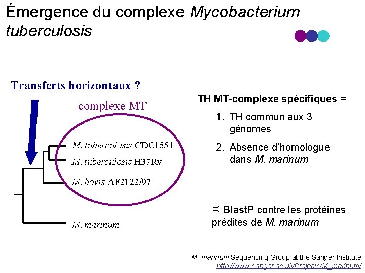 Émergence du complexe Mycobacterium tuberculosis Transferts horizontaux ? complexe MT M. tuberculosis CDC 1551