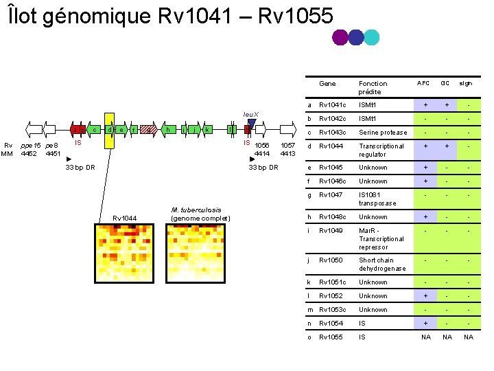 Îlot génomique Rv 1041 – Rv 1055 leu. X a b Rv MM ppe