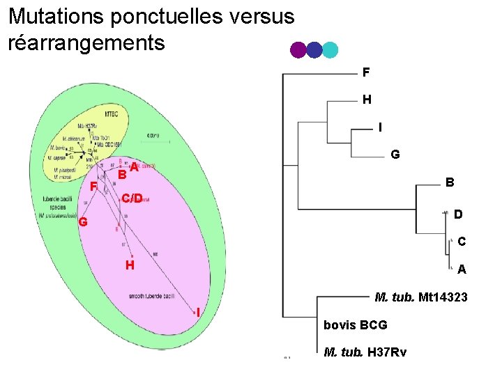 Mutations ponctuelles versus réarrangements F H I F B G A B C/D D