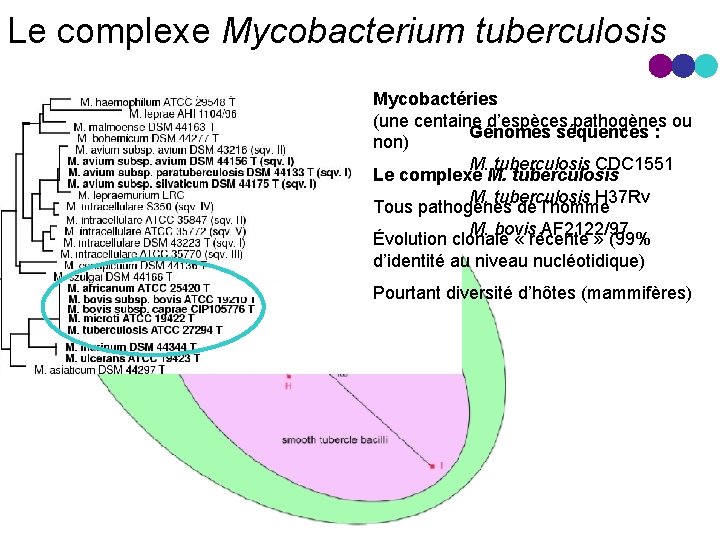 Le complexe Mycobacterium tuberculosis Mycobactéries (une centaine d’espèces pathogènes ou Génomes séquencés : non)