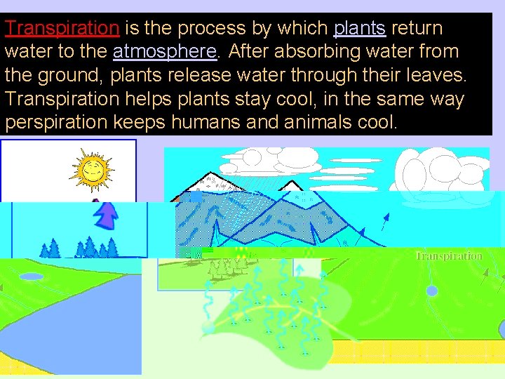 Transpiration is the process by which plants return water to the atmosphere. After absorbing Transpiration is the process by which plants return water to the atmosphere. After absorbing