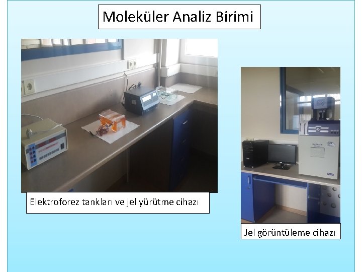 Moleküler Analiz Birimi Elektroforez tankları ve jel yürütme cihazı Jel görüntüleme cihazı 