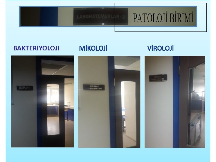 BAKTERİYOLOJİ MİKOLOJİ VİROLOJİ 
