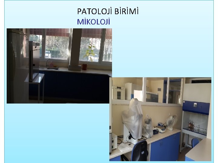 PATOLOJİ BİRİMİ MİKOLOJİ 