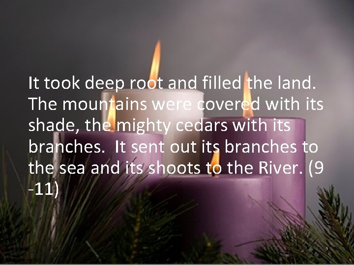 It took deep root and filled the land. The mountains were covered with its