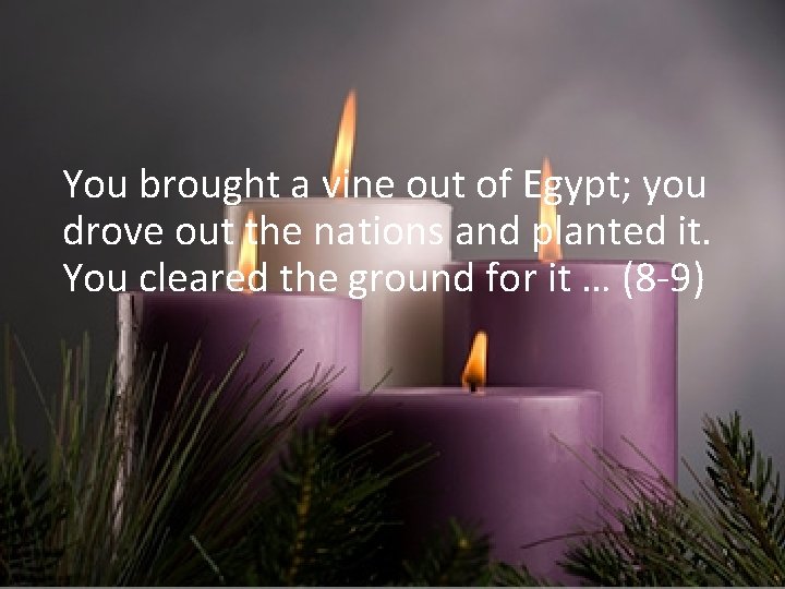 You brought a vine out of Egypt; you drove out the nations and planted