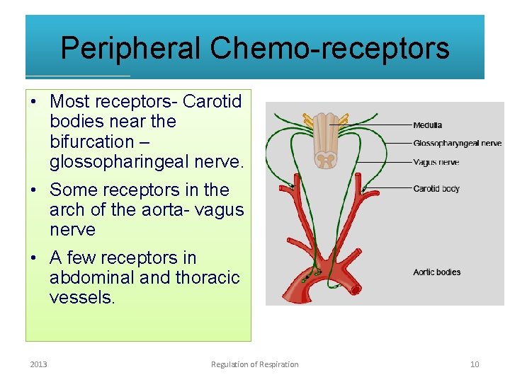 Peripheral Chemo-receptors • Most receptors- Carotid bodies near the bifurcation – glossopharingeal nerve. •