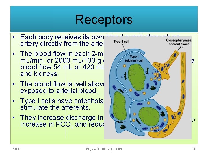 Receptors • Each body receives its own blood supply through an artery directly from