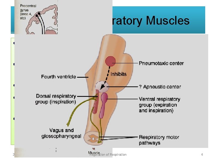 Control of Respiratory Muscles • All respiratory muscles are striated muscles under voluntary control.