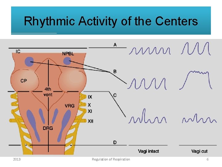 Rhythmic Activity of the Centers • The inspiratory center, left alone on its own,