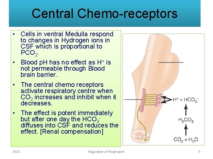 Central Chemo-receptors • Cells in ventral Medulla respond to changes in Hydrogen ions in