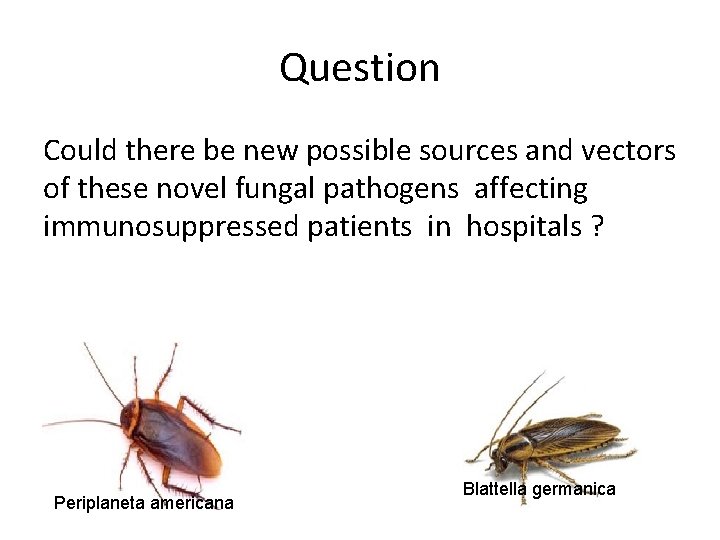 Question Could there be new possible sources and vectors of these novel fungal pathogens