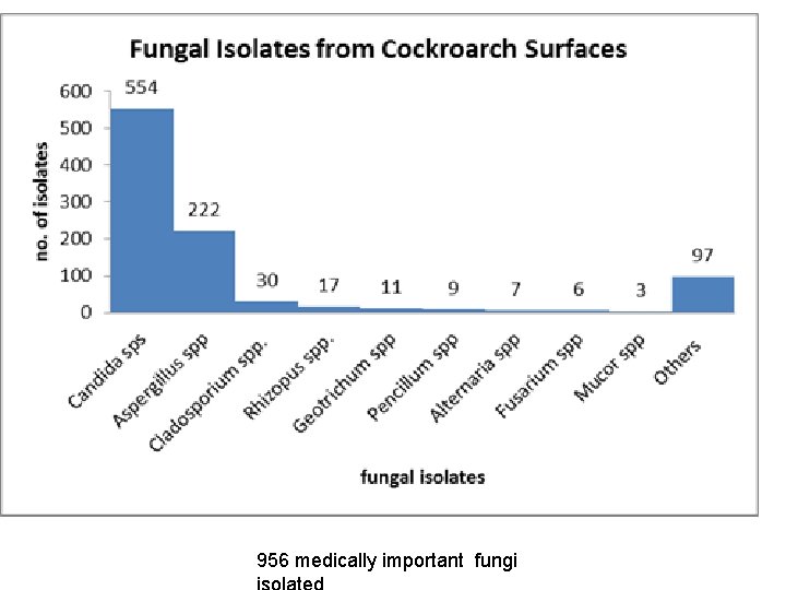  Isolates 956 medically important fungi 