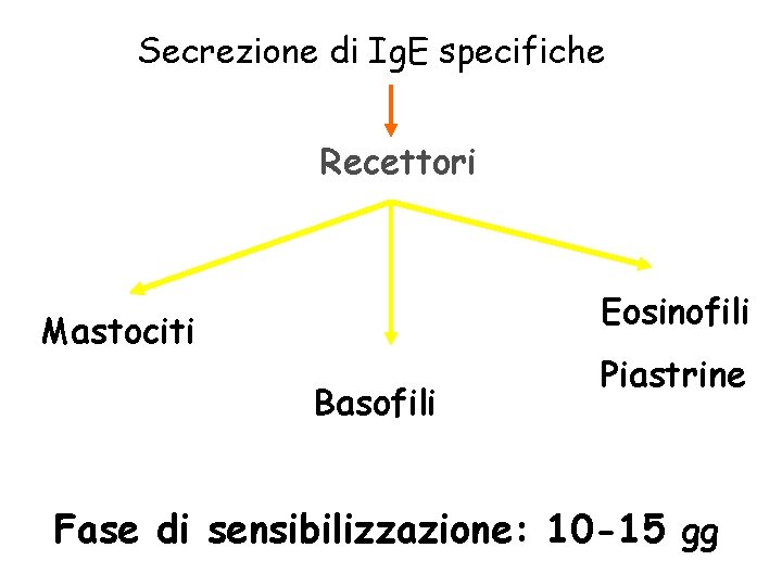 Secrezione di Ig. E specifiche Recettori Eosinofili Mastociti Basofili Piastrine Fase di sensibilizzazione: 10
