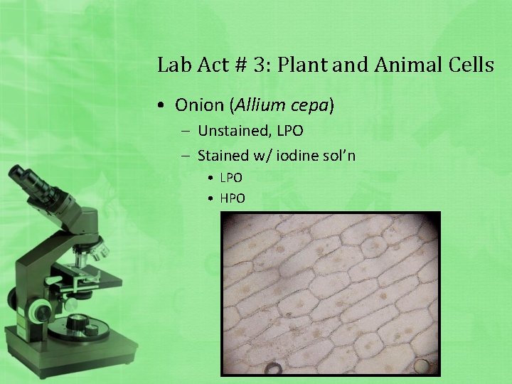 Lab Act # 3: Plant and Animal Cells • Onion (Allium cepa) – Unstained,