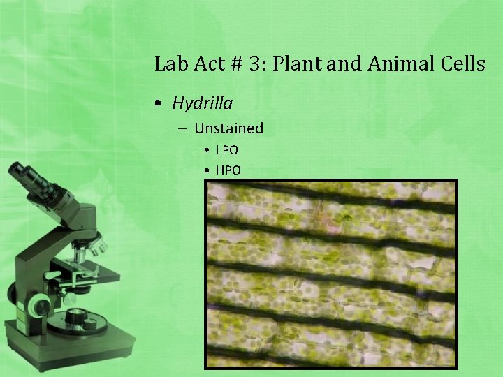 Lab Act # 3: Plant and Animal Cells • Hydrilla – Unstained • LPO