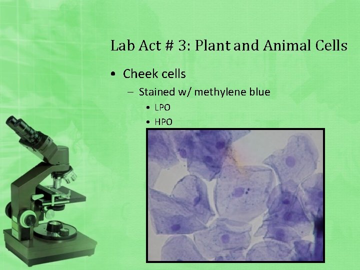 Lab Act # 3: Plant and Animal Cells • Cheek cells – Stained w/