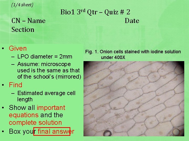 (1/4 sheet) CN – Name Section Bio 1 3 rd Qtr – Quiz #