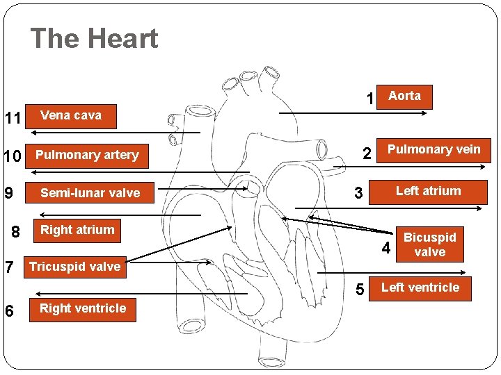The Heart 11 Pulmonary artery 9 Semi-lunar valve 7 Aorta 2 Pulmonary vein Vena