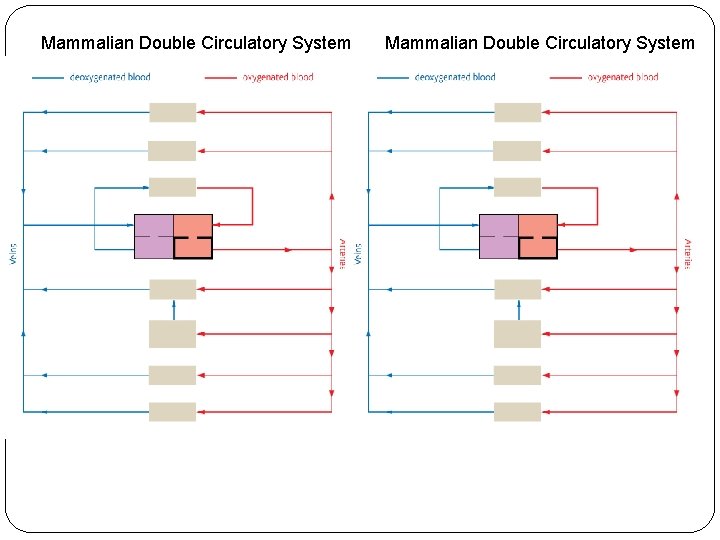 Mammalian Double Circulatory System 