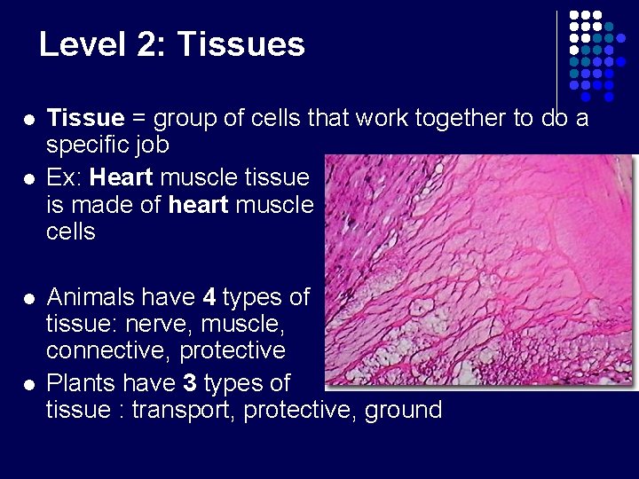 Level 2: Tissues l l Tissue = group of cells that work together to