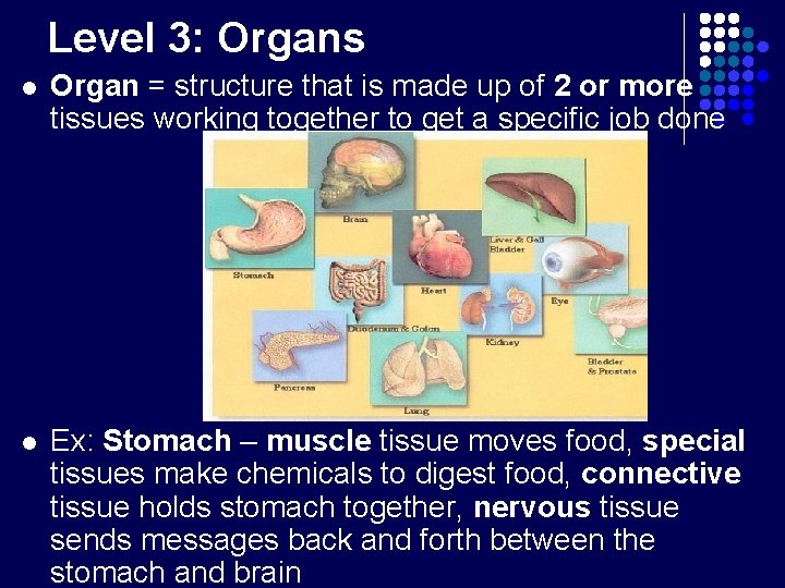 Level 3: Organs l Organ = structure that is made up of 2 or