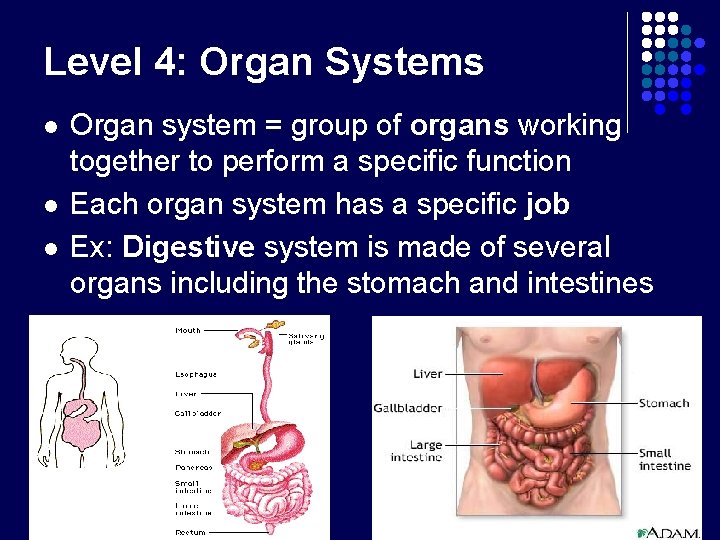 Level 4: Organ Systems l l l Organ system = group of organs working