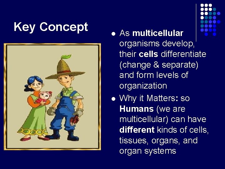 Key Concept l l As multicellular organisms develop, their cells differentiate (change & separate)
