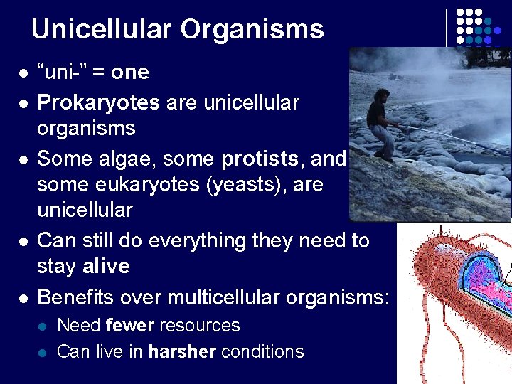Unicellular Organisms l l l “uni-” = one Prokaryotes are unicellular organisms Some algae,