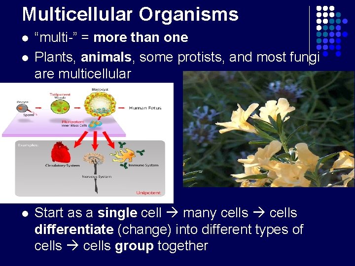 Multicellular Organisms l l l “multi-” = more than one Plants, animals, some protists,