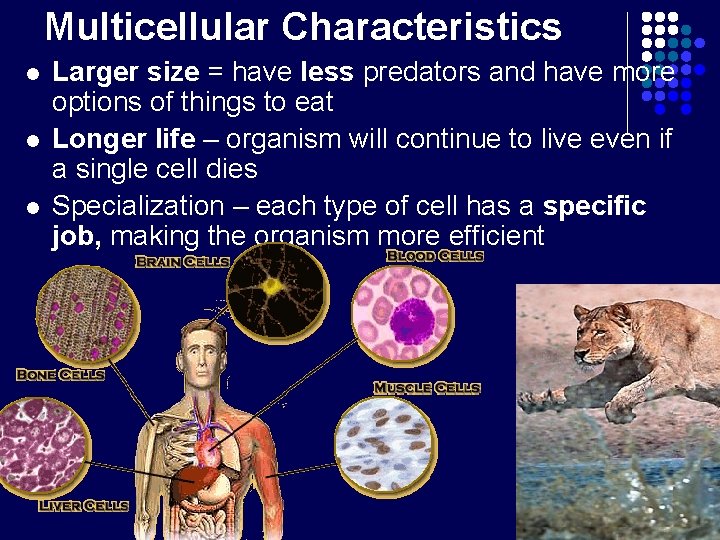 Multicellular Characteristics l l l Larger size = have less predators and have more