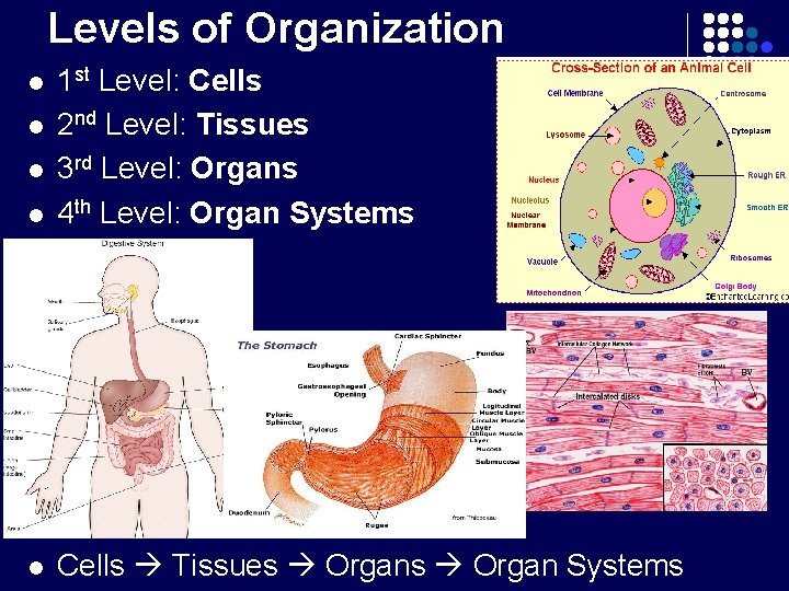 Levels of Organization l 1 st Level: Cells 2 nd Level: Tissues 3 rd