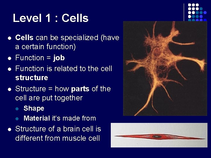 Level 1 : Cells l l Cells can be specialized (have a certain function)