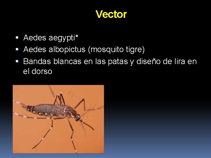 Vector Aedes aegypti* Aedes albopictus (mosquito tigre) Bandas blancas en las patas y diseño Vector Aedes aegypti* Aedes albopictus (mosquito tigre) Bandas blancas en las patas y diseño
