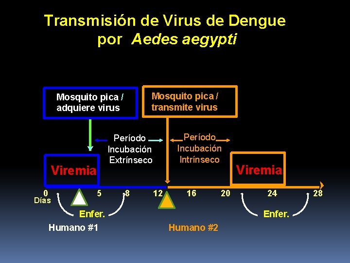 Transmisión de Virus de Dengue por Aedes aegypti Mosquito pica / adquiere virus Período Transmisión de Virus de Dengue por Aedes aegypti Mosquito pica / adquiere virus Período