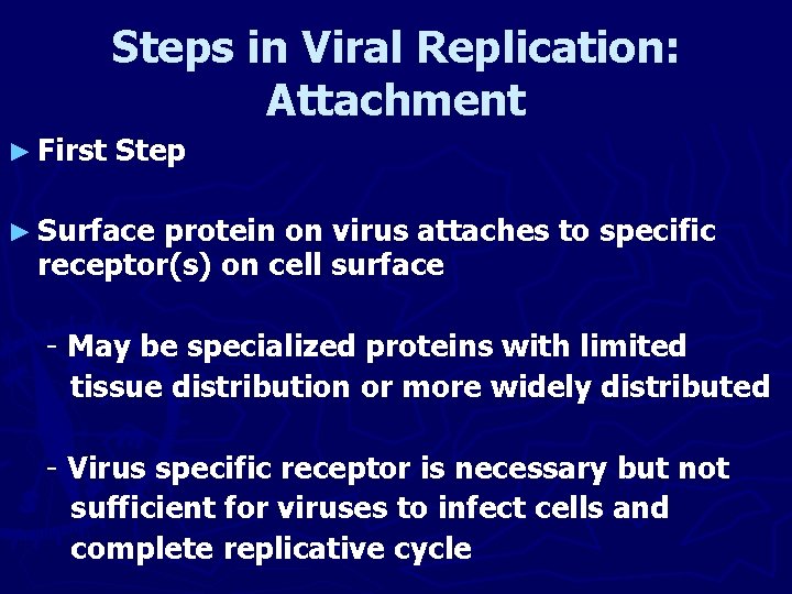 Steps in Viral Replication: Attachment ► First Step ► Surface protein on virus attaches