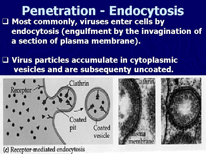 Penetration - Endocytosis q Most commonly, viruses enter cells by endocytosis (engulfment by the