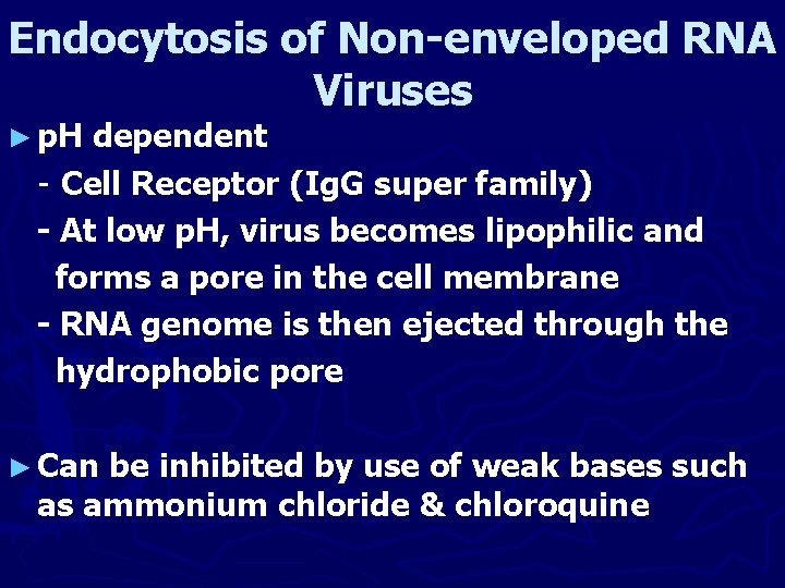 Endocytosis of Non-enveloped RNA Viruses ► p. H dependent - Cell Receptor (Ig. G