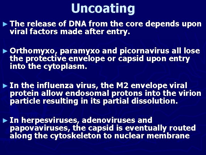 Uncoating ► The release of DNA from the core depends upon viral factors made