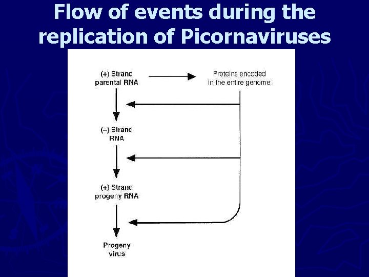 Flow of events during the replication of Picornaviruses 