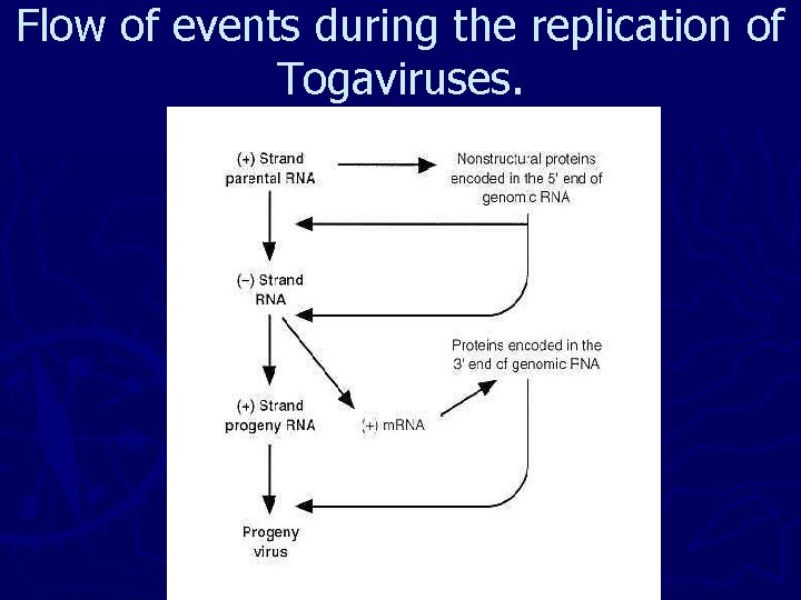 Flow of events during the replication of Togaviruses. 
