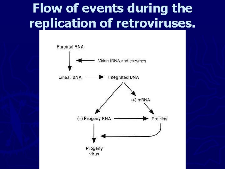 Flow of events during the replication of retroviruses. 