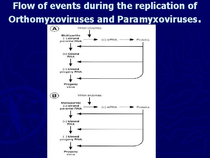 Flow of events during the replication of Orthomyxoviruses and Paramyxoviruses. 