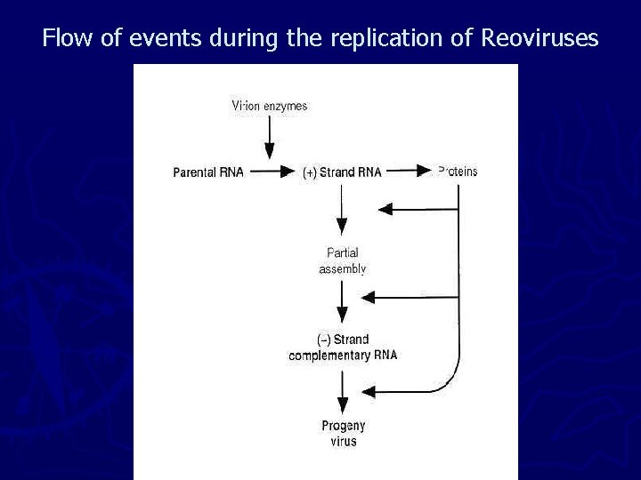 Flow of events during the replication of Reoviruses 