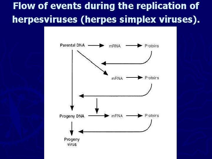 Flow of events during the replication of herpesviruses (herpes simplex viruses). 