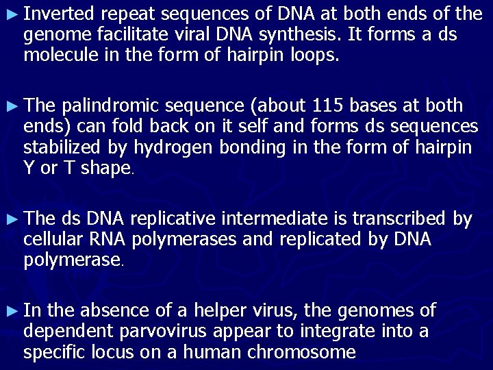 ► Inverted repeat sequences of DNA at both ends of the genome facilitate viral