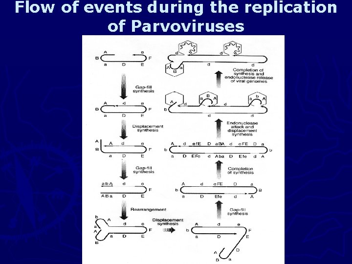 Flow of events during the replication of Parvoviruses 