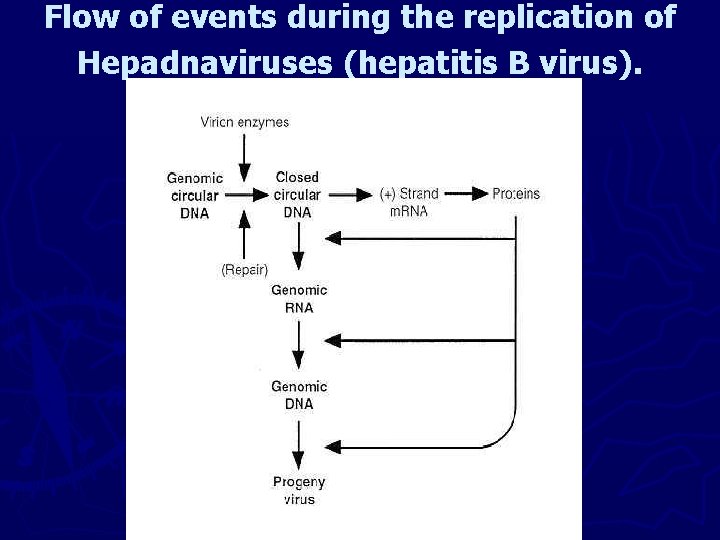 Flow of events during the replication of Hepadnaviruses (hepatitis B virus). 